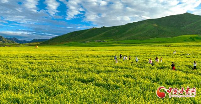陇拍客丨祁连山下万亩油菜花开引客来