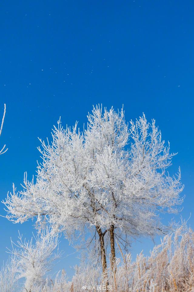 宛如童话世界！吉林绝美雾凇上线