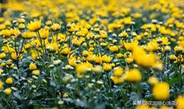 人生若只如初见的内在含义（人生若只如初见55岁后）