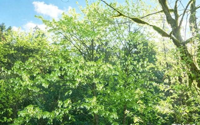 手头的事放一放，我要去雅安过五一了