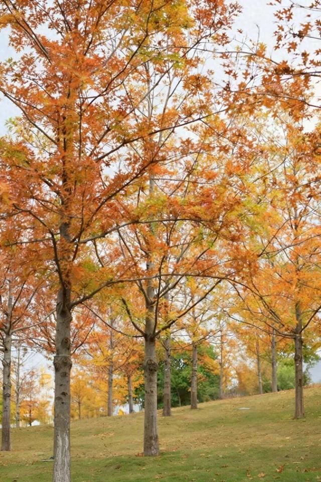 全部免费！成都6个赏红枫好去处推荐，美到犯规！