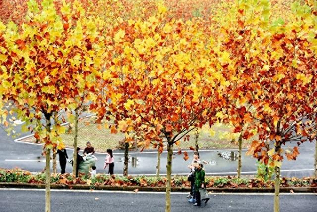 初冬景色 斑斓如画