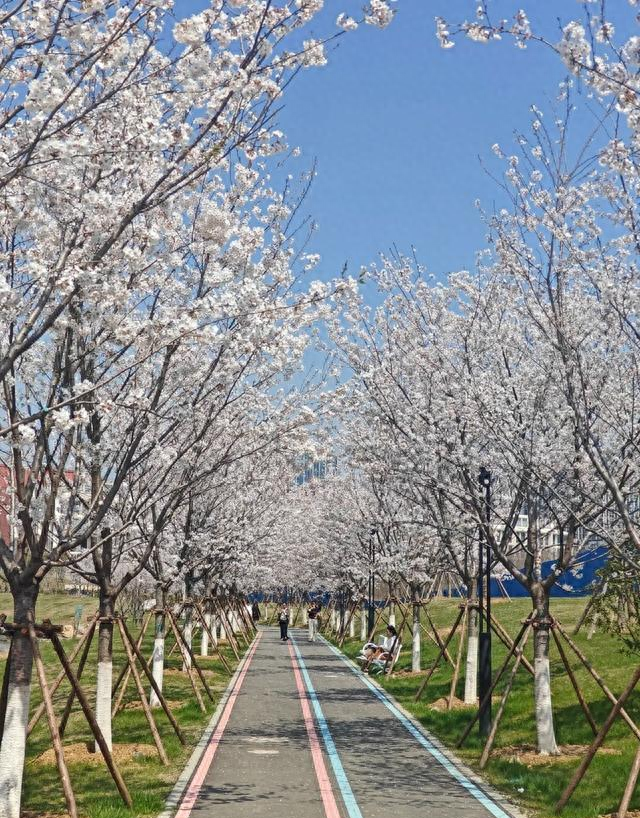 比起东湖樱园，武汉一超美赏樱公园走红，超1000株樱花，地铁直达