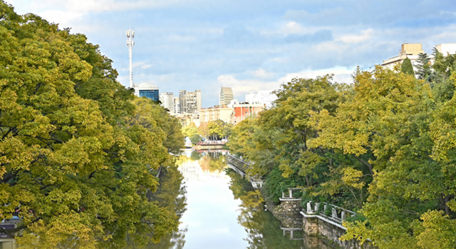 大观河畔滇朴金黄、黑龙潭公园枫叶火红……昆明街头秋色浓