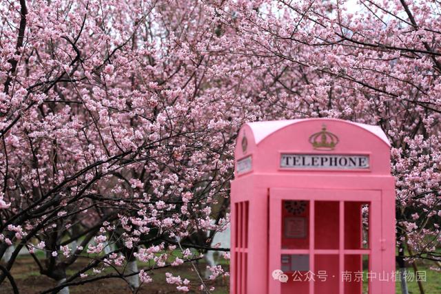 报！南京的樱花已经美成这样了