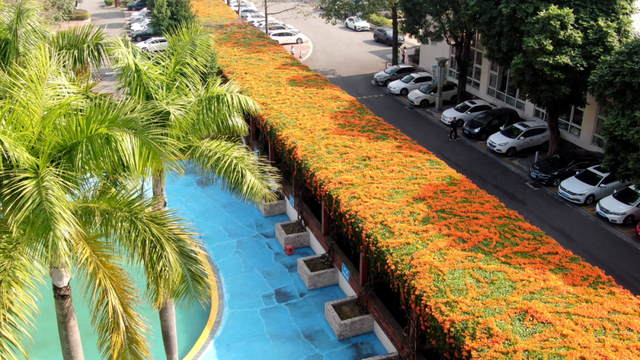 花开如瀑！新会这条“炮仗花廊”美爆了