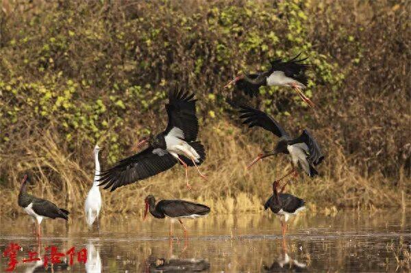 洛阳市统筹推动水生态改善提升与水文化保护传承，促进人水和谐、城水相融