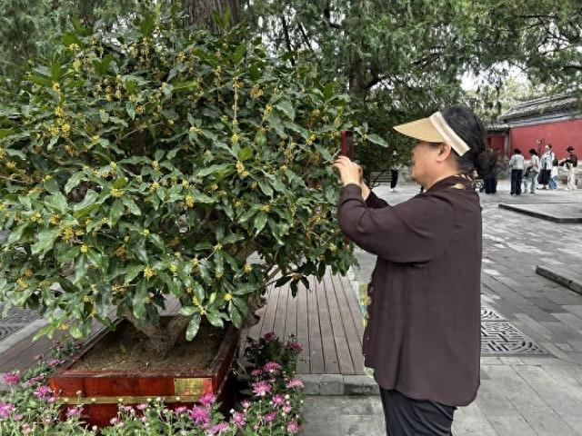 闻香寻桂 北京“最香”打卡地找到了！