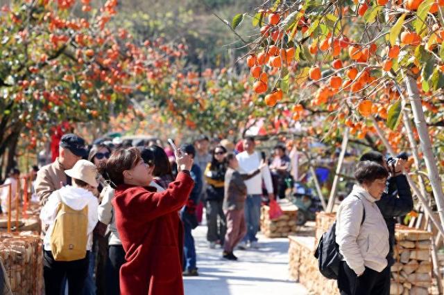 闽冬绝色，一场流动的盛宴🌺🌸❄️