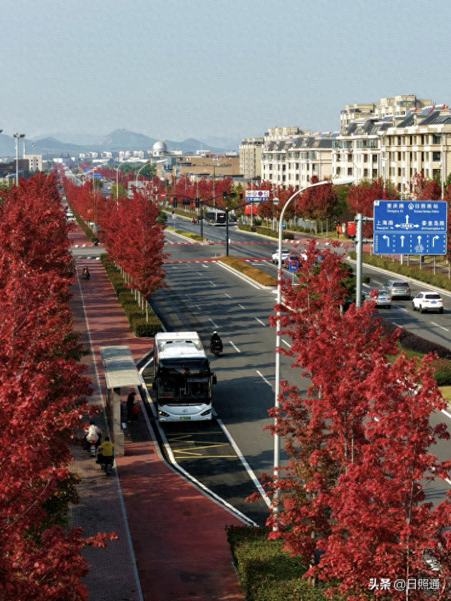 日照这条枫叶大道，美到让人走不动道！