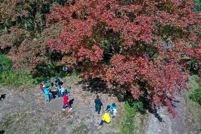 “枫”情万种！福州这里美不胜收！