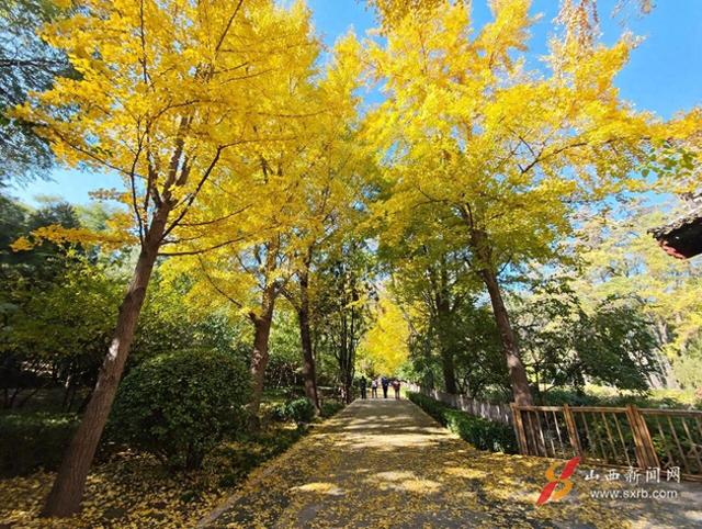 秋风作画 银杏鎏金 太原迎泽公园上演“金色童话”