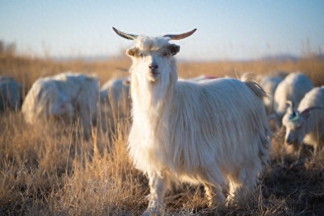 听劝！属羊的注意：十一月下旬，有场“硬仗”要扛住！