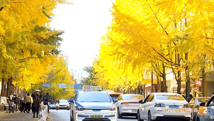 全网刷屏！银杏浓度已达100%！近期昆明这条街“杀疯”了