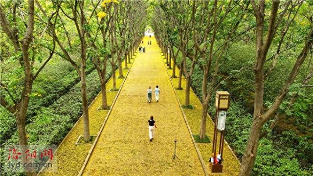 隋唐城遗址植物园：缓扫落花 留住诗意秋景