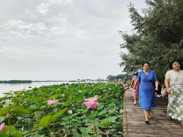 千亩荷塘 万人许愿‖2025年第九届鸣翠湖荷花节精彩启幕
