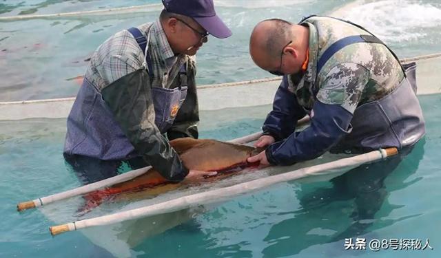 2006年长江惊现“美人鱼”	，重庆渔民误捕一条，专家：出水必死