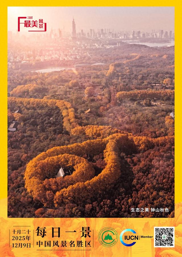 每日一景 | 生态之美 钟山秋色