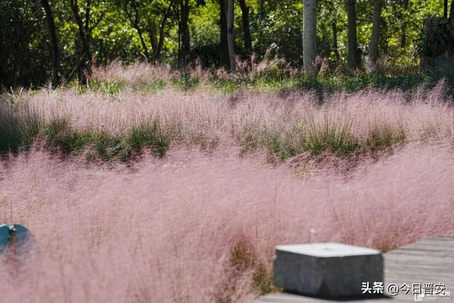 梦幻！成片粉色花海！晋安这些公园火了！