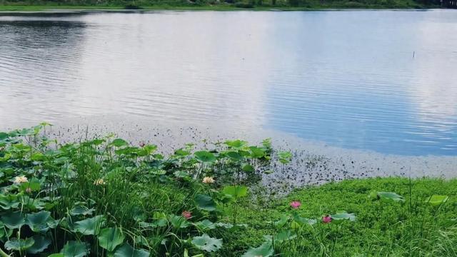 大美泌阳系列之菌都公园：荷香逸韵 秋染园景