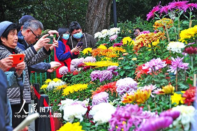 上海：宜川公园菊花展开放