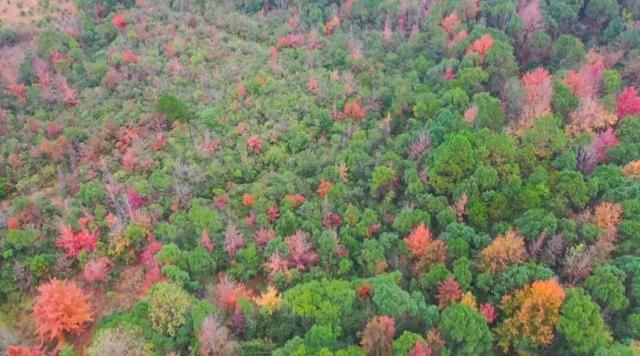 漫山枫叶，专治“班味”！本周末，去零陵井塘尾打卡