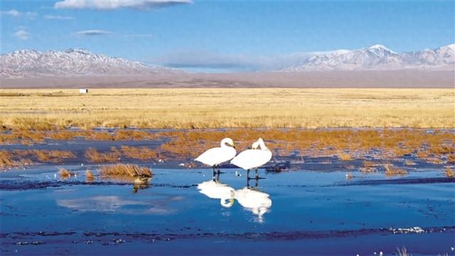 阿克塞：冬日湿地天鹅舞