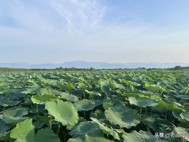 兴平庄头镇马村：百亩荷塘盛放 美景如画