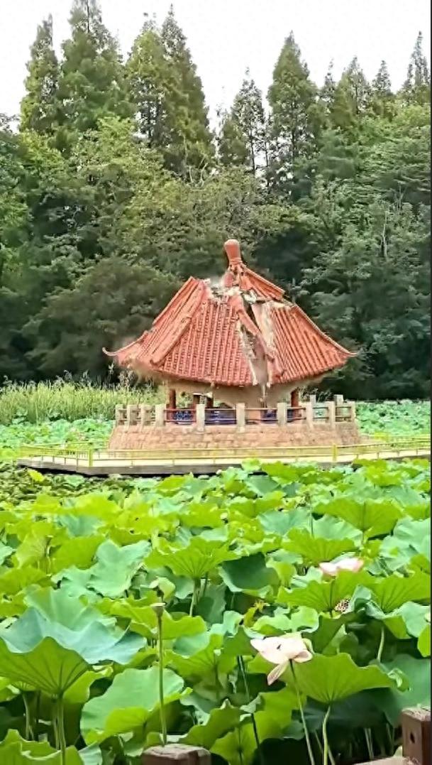 大风追踪 | 青岛中山公园凉亭突垮塌，市民称“承载童年记忆”；当地回应：正开会处理此事