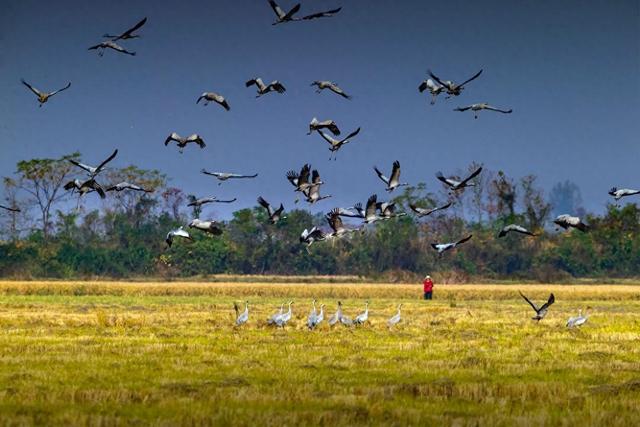 鄱阳湖进入观鸟季，邀你感受万鸟齐飞的壮阔