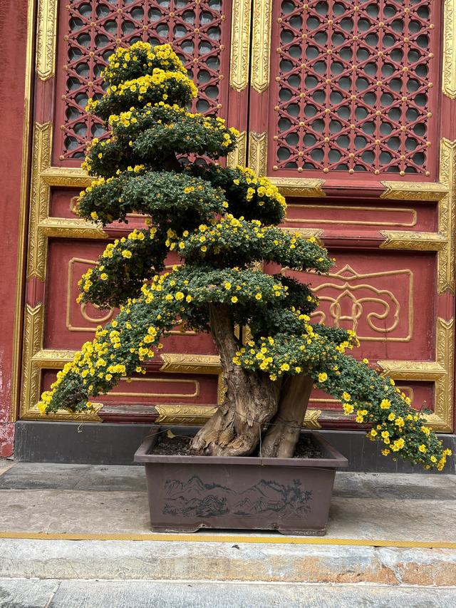 冬雨赏菊韵味浓