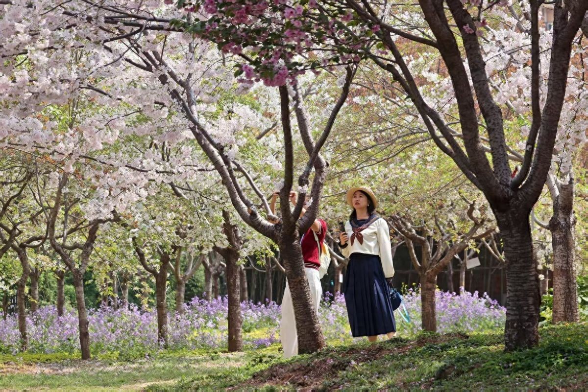 樱花下的“动”与“静”:鹤壁,正绽放出向上的城市生命力(图1) 樱花下的“动”与“静”:鹤壁,正绽放出向上的城市生命力(图1)