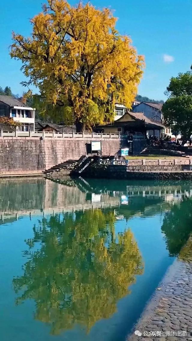 过季不候!温州“银杏王”颜值巅峰期要到了,错过待来年!