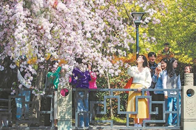 千株海棠盛放 花期持续至4月初