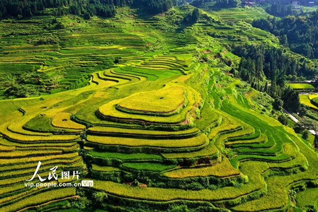 广西融水：秋染苗山“丰”景美