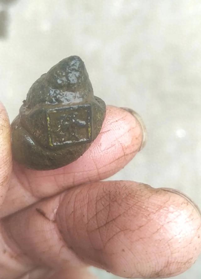 四川男子清洗田螺时，意外发现田螺身上套着金戒指，价值或超万元