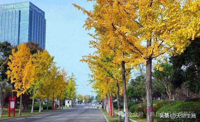 商丘日月湖景区：从来银杏不负秋