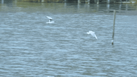 苏州年度限定奇观来了