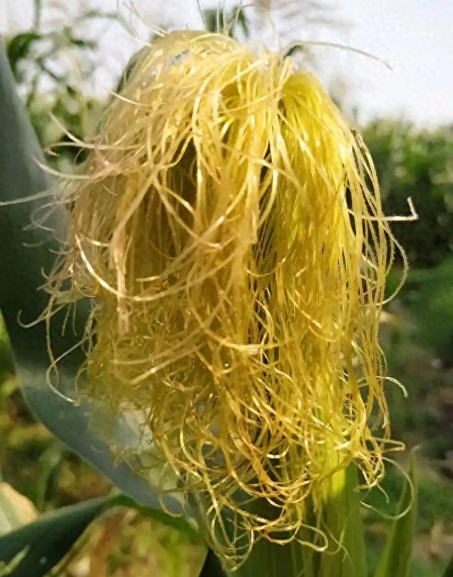 甜水豆豉的制作方法（不起眼的废东西别扔埋进花盆里）