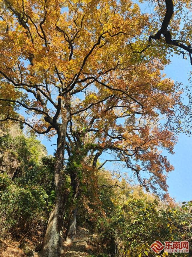 徒步热潮唤醒千年古道 宁德山海间走出文旅新路径