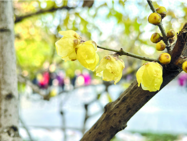 错过等一年！咱石家庄的蜡梅开啦~（附赏花点）