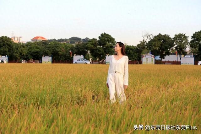 上班暂停，来东莞看稻田吧！
