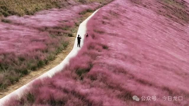 网红打卡点！龙口两处“粉色云海”，不少人跑去耍！错过再等一年