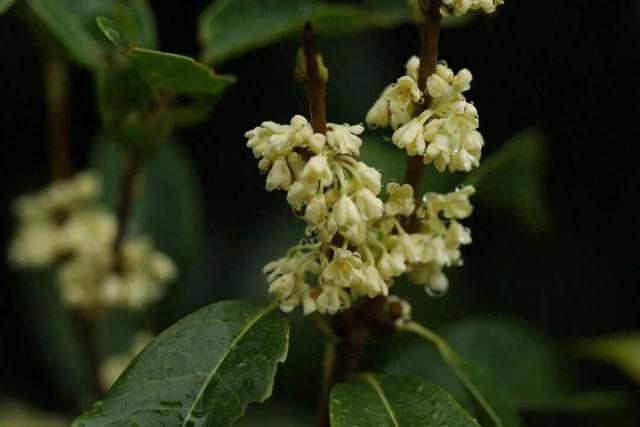 闻到了吗？合肥的桂花，“想”开啦~