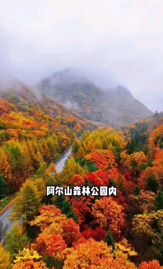 美到窒息！大兴安岭的秋，治愈一切不开心！再不来等一年
