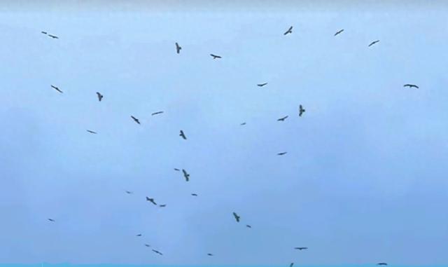 辽宁上空出现40只凤头蜂鹰，敢“捅”马蜂窝，酷爱吃蜂蜜和蜂蛹