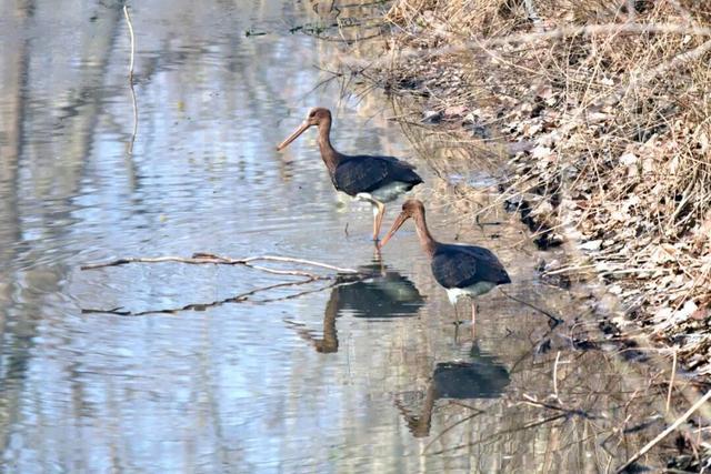 温县发现“鸟中熊猫	”→