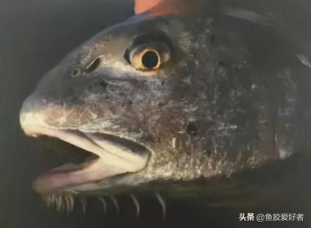 横直胶是什么品种 2025年横直胶的功效和作用