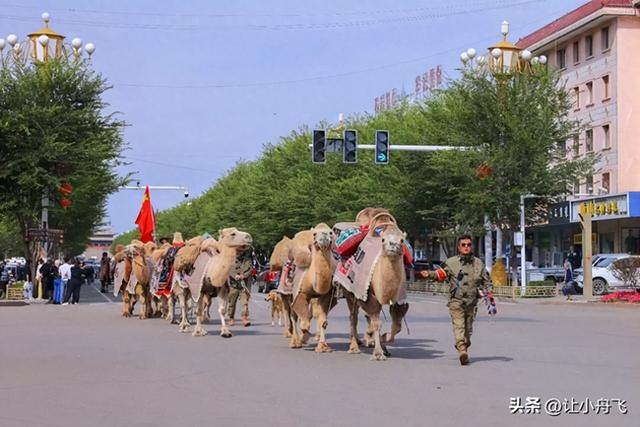 东天山骆驼队来洛阳是“流量网红”还是“文化传播”呢？
