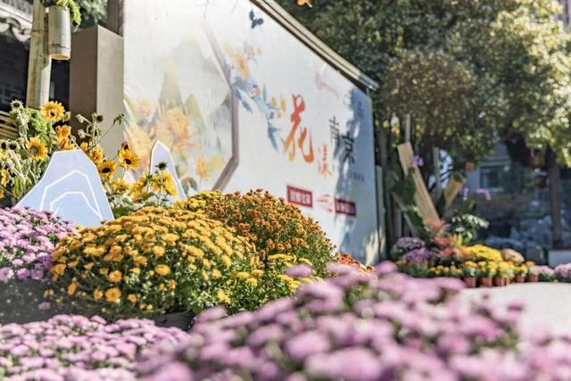 秦淮花事 | 甘熙宅第赏菊正当时（文末有彩蛋）